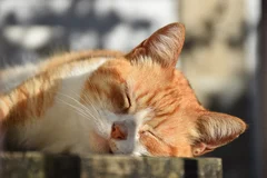 Tout ce qu’il faut savoir sur la mise en sommeil de la SARL