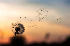 Versement libératoire en micro-entreprise : guide 2025