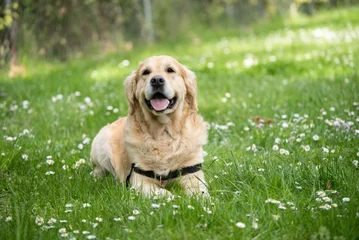 Comment créer une association pour les animaux ?