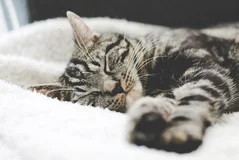 Zoom sur les formalités de mise en sommeil d’une société