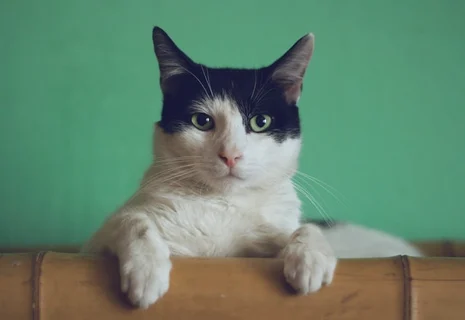 Ouvrir un refuge pour animaux : guide complet