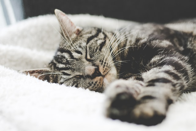 Image fiches-pratiques/mise-en-sommeil/formalites-mise-sommeil-societe/